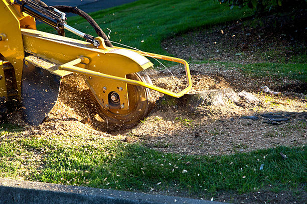 The Steps Involved in Our Tree Care Process in Rio Del Mar, CA